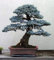 PERDITA PROMOZIONE VENDITA! Bonsai Abete Blu del Colorado (Picea Pungens) Confezione da Mezza Confezione da 50 Albero Sempreverde