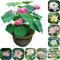 100 PCS Hydrokultur-Schalen, Lotus-Samen & komplette Ausrüstung – Anbau von Lotusblüten im Teich, Topf oder Blumenkasten | Essbare Wurzeln & immerwährende Blüte