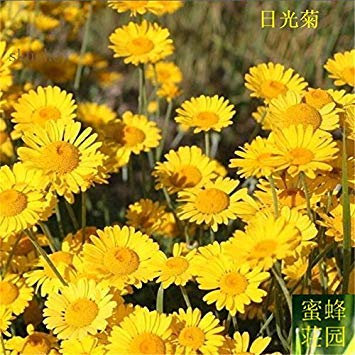 vegherb Lumière du Jour Chrysanthème Graine Fleur Plante Race topinambour Seed 100 graines