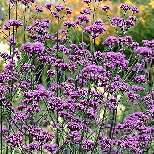 Verbena Bonariensis, 6 Hardy Perennial Plug Plants