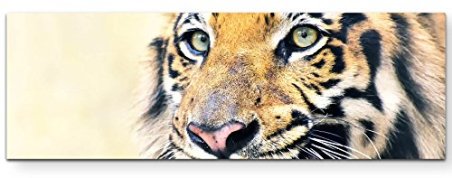 Paul Sinus Art Leinwandbilder | Bilder Leinwand 120x40cm Tiger - Portrait