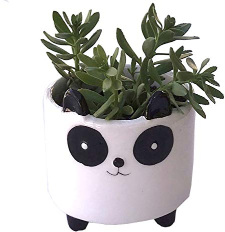 Pflanzgefäß für Sukkulenten, Keramik, für den Innenbereich, neuartige Pflanzgefäße für Zuhause, Büro, Garten (Panda Mini, 1)