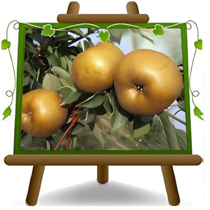 EURO PLANTS VIVAI Melo Golden Ruggine – Pianta da Frutto Antico su Vaso ø 24/26 cm - Altezza 170~200 cm - Età 4 Anni