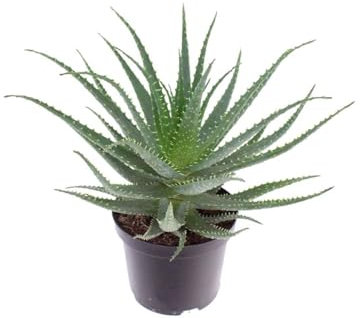 Aloe arborescens Aloe padre Romano Zago pianta officinale in vaso ø21 cm pianta grassa sempreverde MADE IN ITALY Vivaio di Castelletto