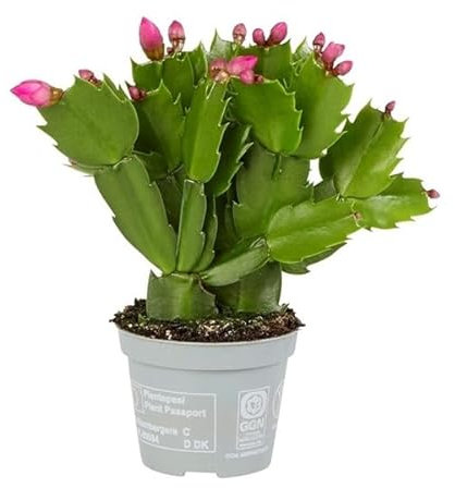 Cactus de Navidad Schlumbergera Planta Navideña para Decorar tu Hogar