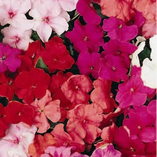 Busy Lizzie. Dwarf F2 Mixed. Impatiens walleriana