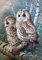 MXJSUA Malen nach Zahlen für Erwachsene Eule, Diamond Painting Bilder, Diamant Painting DIY Malerei Kit, Kompletter DIY 5D Stickerei Gemälde Mosaik für Heimdekor mit Werkzeug Zubehör, Eule, 30x40cm