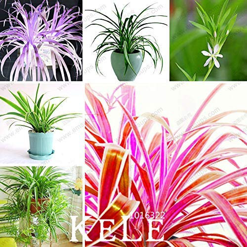 seedsown Germination Les graines: New graines fraîches 100pcs / Sac Chlorophytum Graines Bonsai absorbons