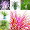 seedsown Germination Les graines: New graines fraîches 100pcs / Sac Chlorophytum Graines Bonsai absorbons