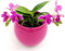 POWERS TO FLOWERS - ORCHIDEA PHALAENOPSIS PROFUMATA, LIODORO, LOVE POTION, IN VASO CERAMICA FUCSIA SFERICO Pianta Vera