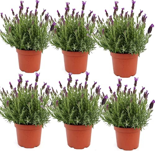 Lavanda Planta Natural - Pack Planta Aromática - Planta Natural- Planta Viva - Maceta 13/15 cm ø (Lavandula Stoechas) (Pack 6 plantas)