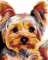 PNDGMCSY Peinture a Numero Adulte Chien Yorkshire Terrier Bricolage Tableau Peindre par Nombre pour Enfants Jouets à Peindre, Cadeaux Peints à la mainHome Decor 40x50cm