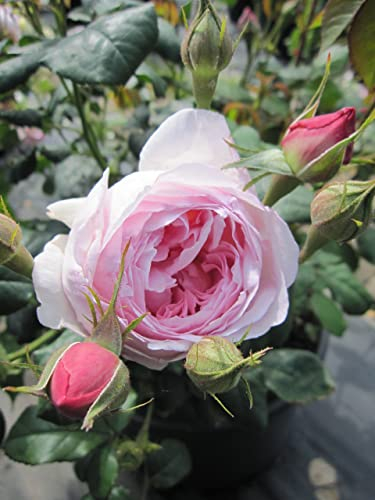 Rosa Scepter de Isle - Englische Rose Scepter de Isle