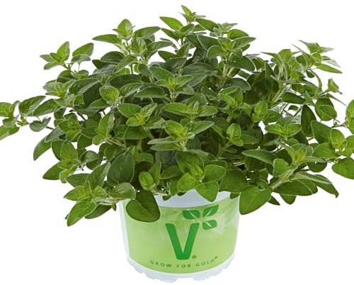 Planta Viva del Orégano Origanum Vulgare Planta para Huerto y Jardín
