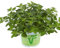Planta Viva del Orégano Origanum Vulgare Planta para Huerto y Jardín
