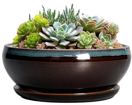 SQOWL Sukkulenten-Übertöpfe 20,3 cm – Bonsai-Töpfe aus Keramik mit Ablaufloch und Keramik-Untersetzer, runder Flacher Übertopf für Zimmerpflanze, Schalen-Pflanzgefäß, Outdoor, Schreibtischdekoration
