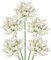 5PCS Kunstblumen Schmucklilie Wie Echt Künstliche Agapanthus Blumen 75CM Länge Frühlingsblumen Weiße Dekoblumen für Blumengesteck Home Resto Büro Dekoration
