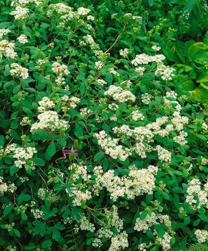 Spiraea decumbens 15–20 cm – Winterhart, Mehrjährig, Pflegeleicht – Kriechspiere – Bodendecker für Steingarten & Beet