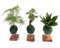 Pack Especial de Tres Kokedamas con soporte | Kokedama Mini | Auténticas kokedamas japonesas| Hecho a Mano por un Maestro japonés | Ginsen,Dracaena,Espárrago (K06)