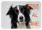 Schild, HinweisschildTor ATTENTI AL CANE BORDER COLLIE cm 30 x 21,5 cm