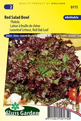 Lettuce Looseleaf Red Salad Bowl (Red Oak Leaf) Vegetable Seeds per gram - Tender Leaves That are Yet Somewhat Crispy - 2,5 g - Seeds per gram: +/-3000