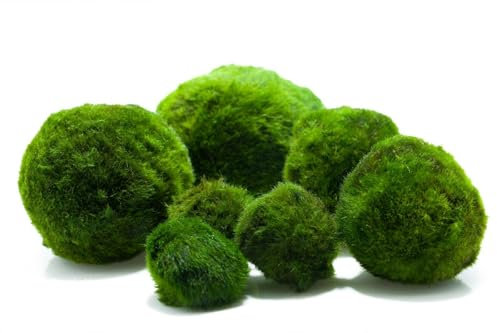 Garnelio Mooskugel/Moosball für Gute Wasserqualität Biofilter im Aquarium, Größe:3-5 cm