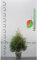 Lebensbaum Thuja Brabant 80-100 cm. 7 Heckenpflanzen. Blickdichte Thujahecke