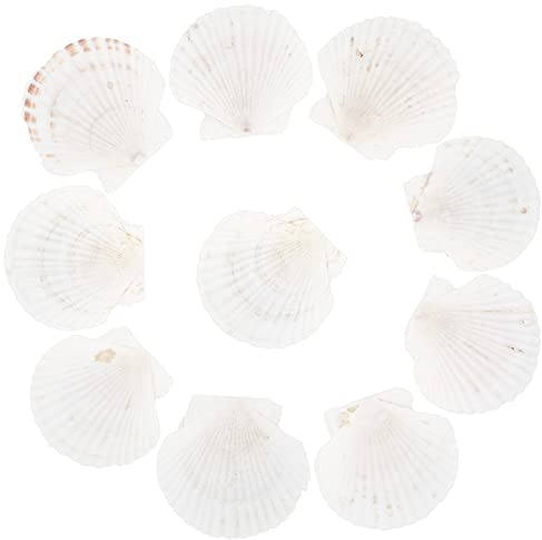 PH PandaHall 10pcs Grand Coquille de pétoncles 10-11cm Scalcles Blancs naturels Coquilles de mer Blanche Pas de coquilles de Trou pour Le Mariage Remplissage de Vase Peinture décoration de Table
