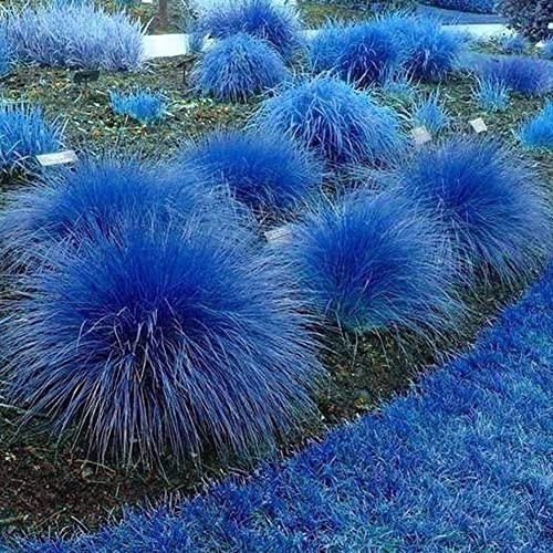 Haloppe 1000 Stück Blaues Zitronengras Pflanzen Samen für Hausgarten Pflanzen, Cymbopogon Flexuosus Pflanze Garten Balkon Dekor Zitronengras-Samen