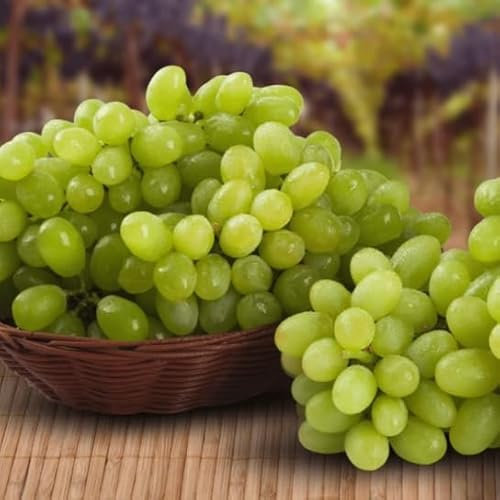 UVA SENZA SEMI SULTANINA BIANCA, GRANO CROCCANTE, PRECOCE VASO 1 LITRI 30-40 CM