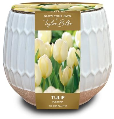 Taylors Bulbs Part Glazed Ceramic Tulip Planter
