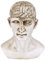 Design Toscano ‚Phrenologie – die Wissenschaft des Gehirns‘, Replik Einer viktorianischen Skulptur, Resin, Elfenbein, 3.5 x 5 x 6 cm, 1 Einheiten