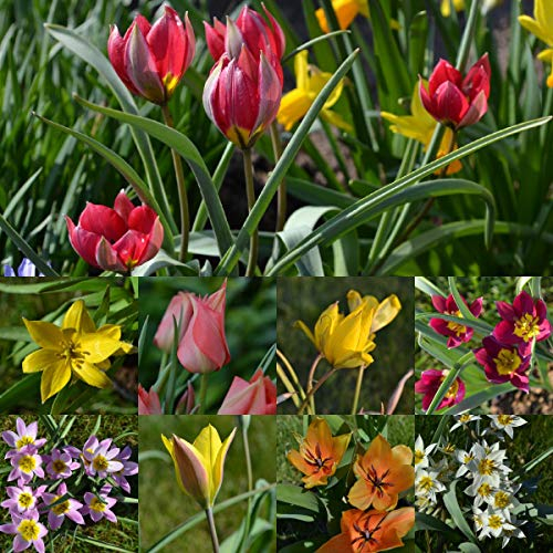 Blumenzwiebeln Steingarten-Tulpen Miniatur-Tulpen Botanische-Tulpen Mini-Tulpen mindestens 3 Sorten (50 Zwiebeln)