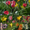 Blumenzwiebeln Steingarten-Tulpen Miniatur-Tulpen Botanische-Tulpen Mini-Tulpen mindestens 3 Sorten (50 Zwiebeln)