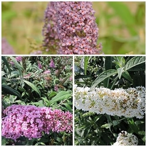 1 Stück Kombi 3 Schmetterlingsflieder, Buddleja empire blue, pink delight, Reve de Papillon White 15-20 cm im Topf