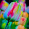 kiskick 100 Stück seltene Tulpenzwiebeln Samen Parfümblume Garten Topfpflanze Bonsai Dekor Gartengeschenke für Frauen und Männer Tulpensamen