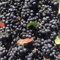 Semillas de Aronia Melanocarpa, árbol frutal semillas raras de bonsái árboles frutales enanos resistentes árboles frutales columnares resistentes frutas fruta fresca huerta 250pcs