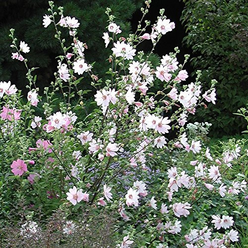 3 X Lavatera x clementii 'Barnsley' White Tree Mallow Hardy Shrub | 9cm Pot