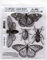 Tim Holtz Stampers CMS410 Anonymous Specimen Haftstempel