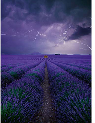 Vlies Fototapete Lavendelfeld | 3D Bildtapete mit Blumenwiese in Gewitter für Schlafzimmer und Esszimmer | Lila Fototapete mit Lavendel und Wolken