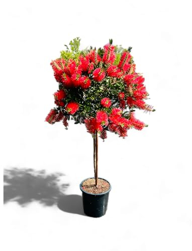 Tropictrees - CALLISTEMON AUF STAMM 140/150 CM - Zylinderputzer - Bottlebrush