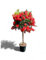 Tropictrees - CALLISTEMON AUF STAMM 140/150 CM - Zylinderputzer - Bottlebrush
