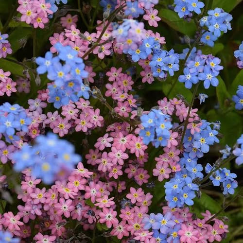 600 pcs vergissmeinnicht samen - vergiss mein nicht samen, topfpflanzen winterharte stauden gartensamen bodendecker winterhart mehrjährig, balkonpflanzen winterhart pflanzensamen