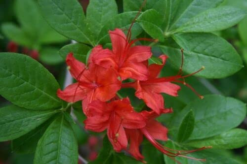 12 Körner AZALEE ROUGE RUSTIQUE (Rhododendron Cumberlandense) H362 AZALEA-SAMEN