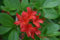 12 Körner AZALEE ROUGE RUSTIQUE (Rhododendron Cumberlandense) H362 AZALEA-SAMEN
