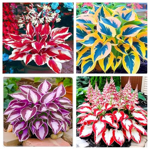 Hosta/Hosta pianta/Hosta pianta bulbo-Piante perenni resistenti,Adatto per la piantumazione del giardino-E-4 bulbi