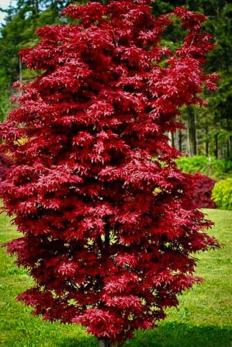 Acero Rosso Giapponese, Acero Palmatum Twombly's Red Sentinel, Pianta in Vaso ø 17 cm, Albero vero Vivaio di Castelletto