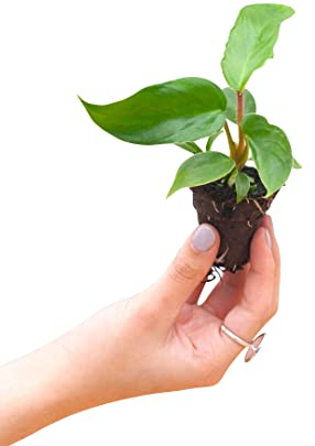 PLNTS - Baby Philodendron Squamiferum - Plantes d'intérieur - Decoration chambre - Accessoires de décoration intérieure - Boutures de 2cm - Hauteur 25cm