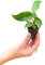 PLNTS - Baby Philodendron Squamiferum - Plantes d'intérieur - Decoration chambre - Accessoires de décoration intérieure - Boutures de 2cm - Hauteur 25cm