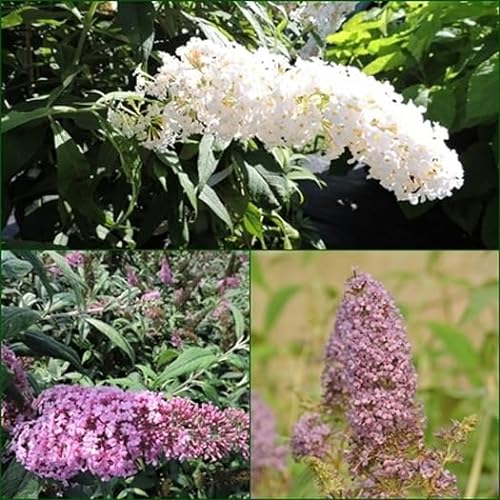 1 Stück Kombi 3 Schmetterlingsflieder, Buddleja White Profusion, pink delight, empire blue 15-20 cm im Topf